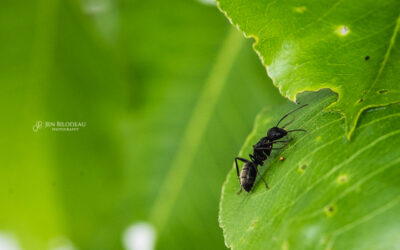 A Whole New World Of Little Things Awaits……. | North Andover MA Photographer