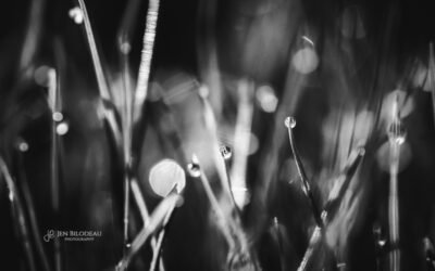 Morning Dew