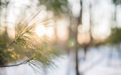 Early Morning Beauty